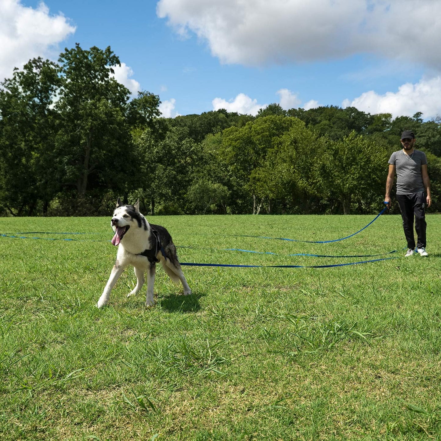 Hi Kiss Dog/Puppy Obedience Recall Training Agility Lead - 15ft 20ft 30ft 50ft 100ft Training Leash - Great for Training, Play, Camping, or Backyard (100 Feet, Green)