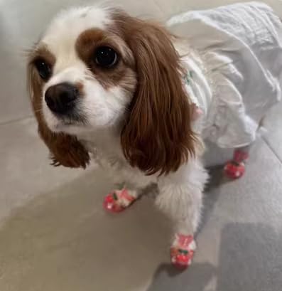 Cute Summer Dog Shoes Sweet Cherry Puppy Sandals Pet Jelly Shoes Flats, Dog Booties Paw Protector for Summer Hot Pavement (Candy Pink, #6: 2.68''x2.05''(Length*Width))