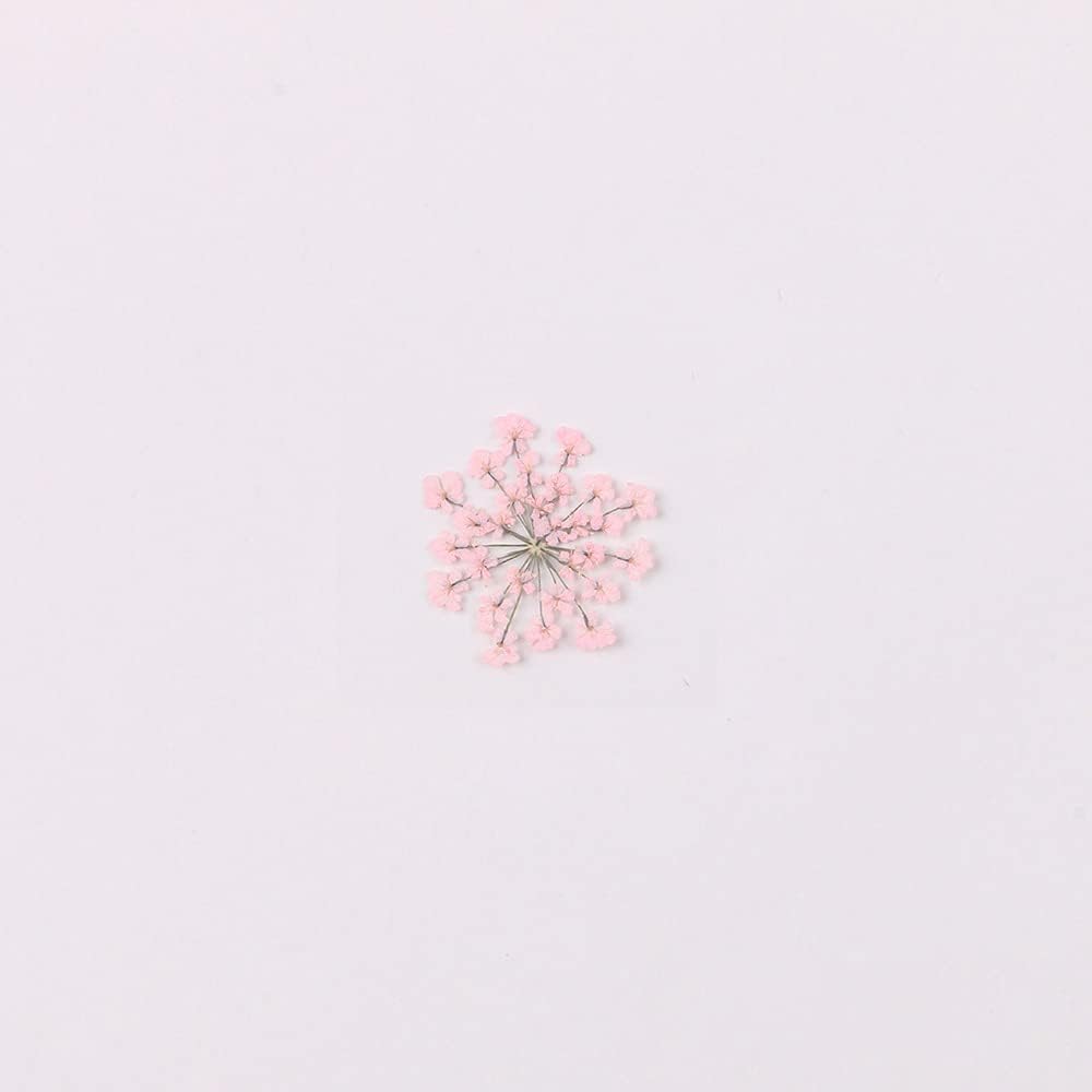 100pcs/pack Ammi majus Natural Pressed Dried Flower for Resin Jewelry Making, Soap and Candle Making, Scrapbooking DIY (Pink)