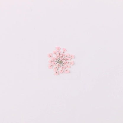 100pcs/pack Ammi majus Natural Pressed Dried Flower for Resin Jewelry Making, Soap and Candle Making, Scrapbooking DIY (Pink)