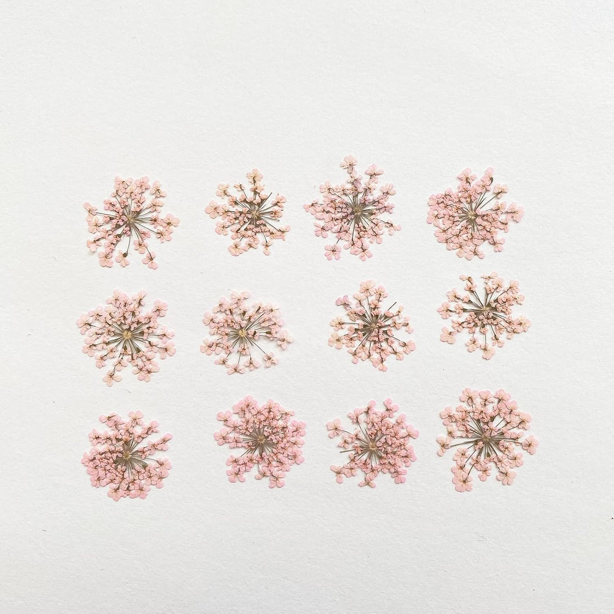 100pcs/pack Ammi majus Natural Pressed Dried Flower for Resin Jewelry Making, Soap and Candle Making, Scrapbooking DIY (Pink)