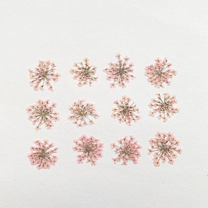 100pcs/pack Ammi majus Natural Pressed Dried Flower for Resin Jewelry Making, Soap and Candle Making, Scrapbooking DIY (Pink)