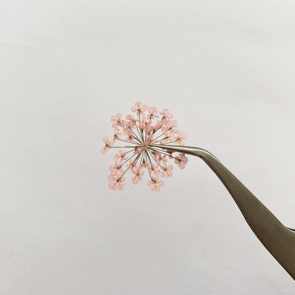 100pcs/pack Ammi majus Natural Pressed Dried Flower for Resin Jewelry Making, Soap and Candle Making, Scrapbooking DIY (Pink)