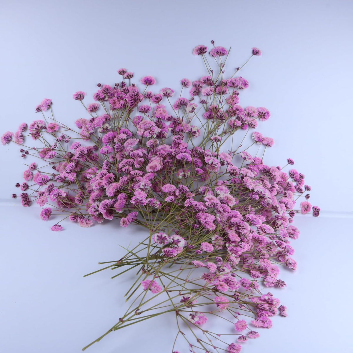 50 Pcs Pink Baby's Breath Real Dried Pressed Flowers.Vacuum-Packed Mini DriedBaby's Breath Flowe Specimen +1 Tweezers, for Resin Art /DIY Making Wedding Card/ Home Party Decor.