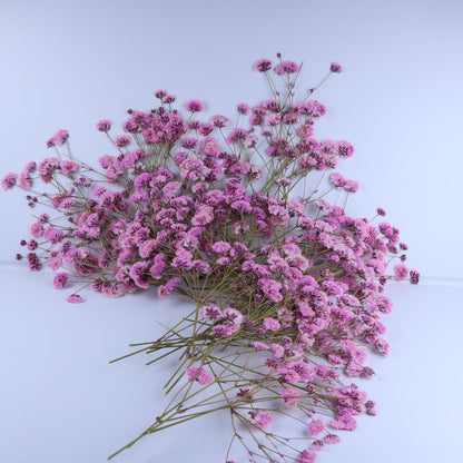 50 Pcs Pink Baby's Breath Real Dried Pressed Flowers.Vacuum-Packed Mini DriedBaby's Breath Flowe Specimen +1 Tweezers, for Resin Art /DIY Making Wedding Card/ Home Party Decor.