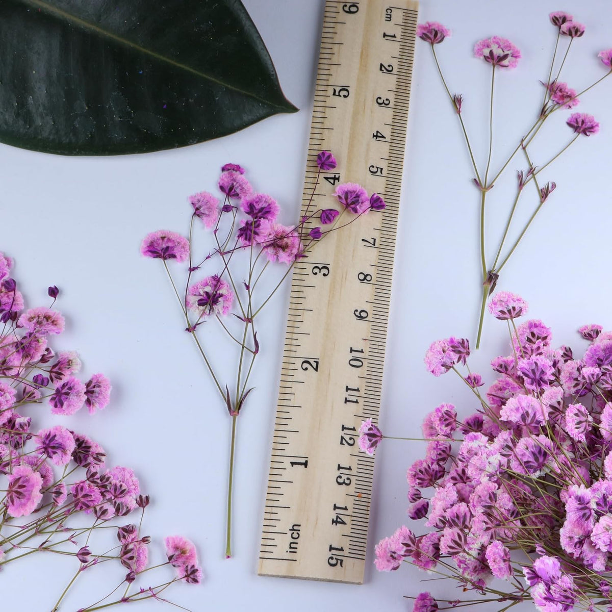 50 Pcs Pink Baby's Breath Real Dried Pressed Flowers.Vacuum-Packed Mini DriedBaby's Breath Flowe Specimen +1 Tweezers, for Resin Art /DIY Making Wedding Card/ Home Party Decor.