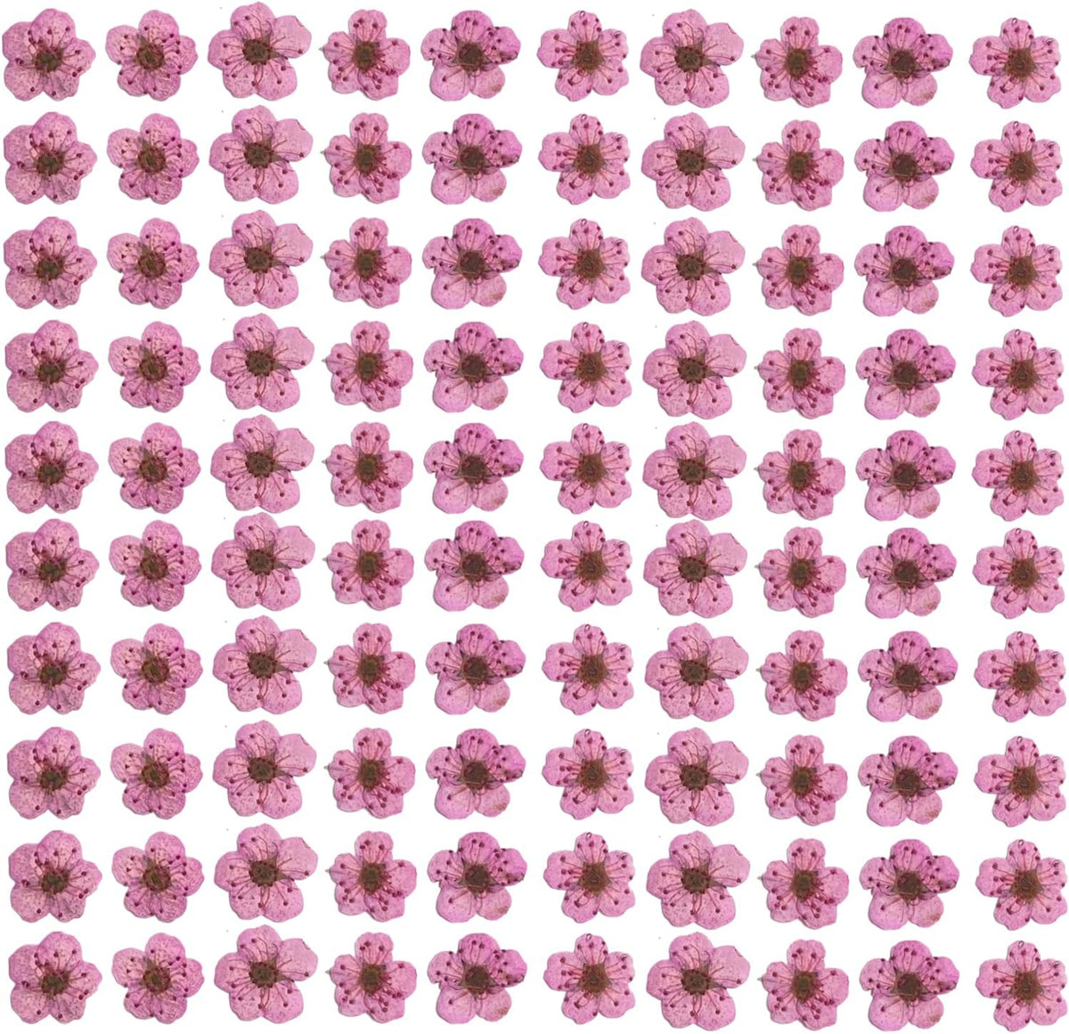 Pressed Flower for Resin Small Plum Blossom Narcissus, Dried Flower, Real Flower, Nail Flower Material, Glue Drop, Mobile Phone case, Hand Made 100pcs/pack (Pink)