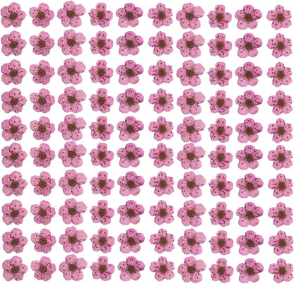 Pressed Flower for Resin Small Plum Blossom Narcissus, Dried Flower, Real Flower, Nail Flower Material, Glue Drop, Mobile Phone case, Hand Made 100pcs/pack (Pink)