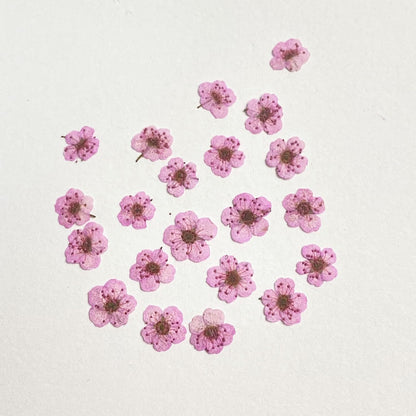 Pressed Flower for Resin Small Plum Blossom Narcissus, Dried Flower, Real Flower, Nail Flower Material, Glue Drop, Mobile Phone case, Hand Made 100pcs/pack (Pink)