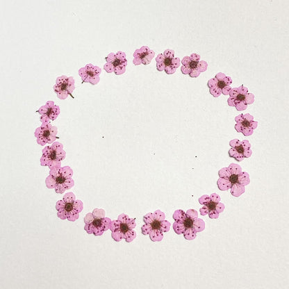 Pressed Flower for Resin Small Plum Blossom Narcissus, Dried Flower, Real Flower, Nail Flower Material, Glue Drop, Mobile Phone case, Hand Made 100pcs/pack (Pink)