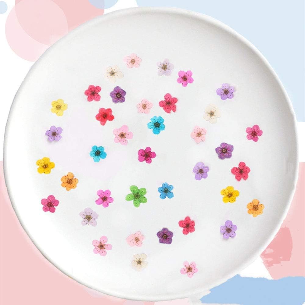 Pressed Flower for Resin Small Plum Blossom Narcissus, Dried Flower, Real Flower, Nail Flower Material, Glue Drop, Mobile Phone case, Hand Made 100pcs/pack (Pink)