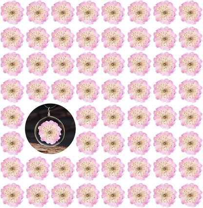 60PCS Pink Dried Pressed Cherry Flowers, Real Natural Dried Pressed Cherry Blossom Flowers, Dry Flowers for Resin DIY Ornament Crafts Candle Making