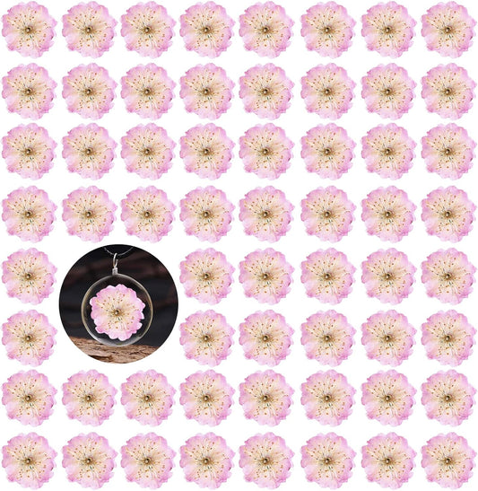 60PCS Pink Dried Pressed Cherry Flowers, Real Natural Dried Pressed Cherry Blossom Flowers, Dry Flowers for Resin DIY Ornament Crafts Candle Making