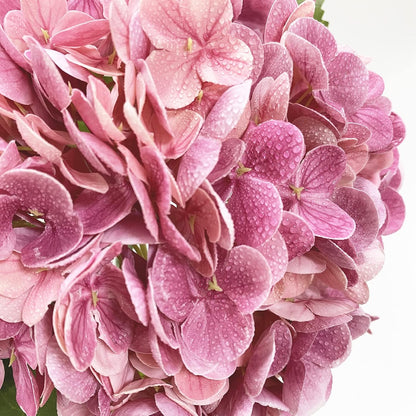 4 Pcs Real Touch Hydrangea Artificial Flower Lifelike 21'' Long Stem Latex Hydrangea Flower for Thanksgiving Home Kitchen Decor Wedding Christmas Table Centerpiece 2 Pink + 2 Rose Pink