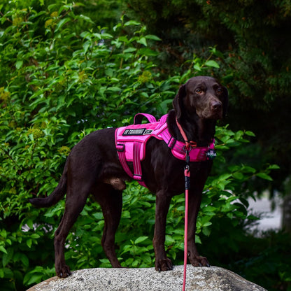 Dog Harness Medium Sized Dog, No Pull Dog Vest with Molle System