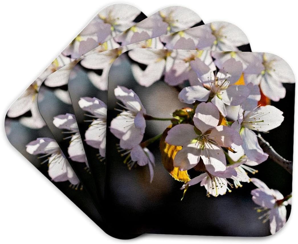 Light Pink Sakura Cherry Blossom Flowers Set of 4 Coasters - Cork