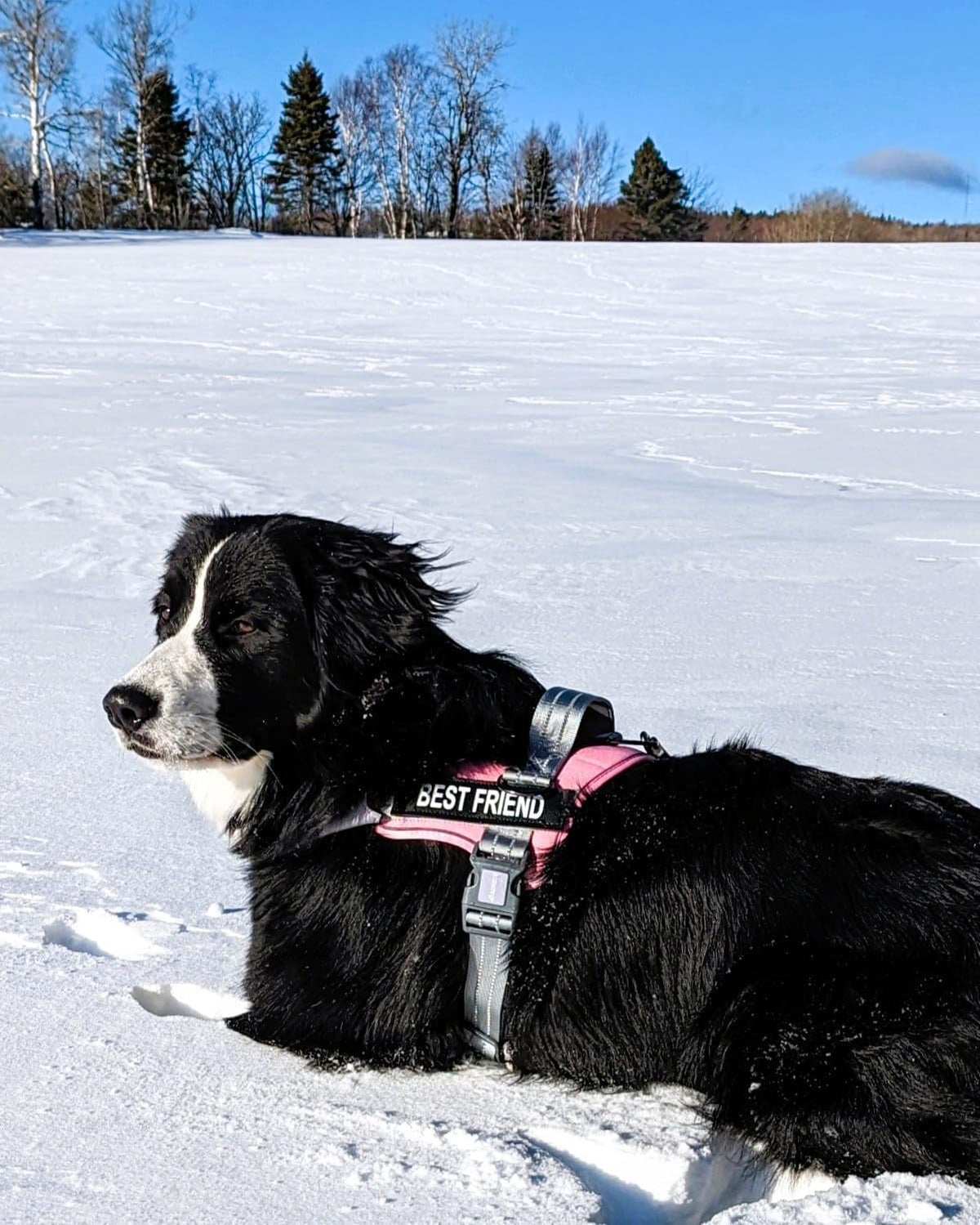 AUROTH Dog Harness and Leash Set for Medium Sized Dog, No Pull Dog Vest