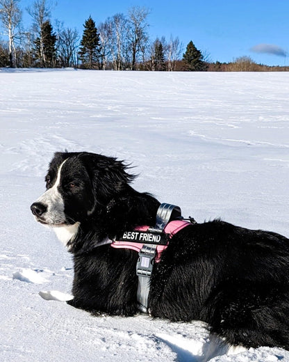 AUROTH Dog Harness and Leash Set for Medium Sized Dog, No Pull Dog Vest