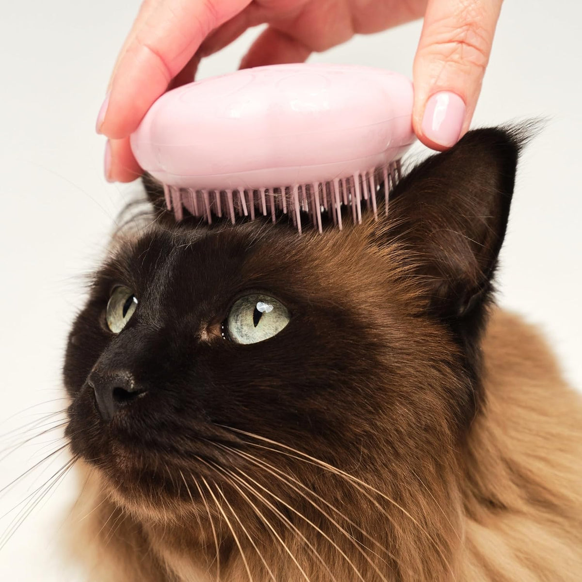 Pet Teezer Cat Brush for De-Shedding Short to Medium Fur, Millennial Pink