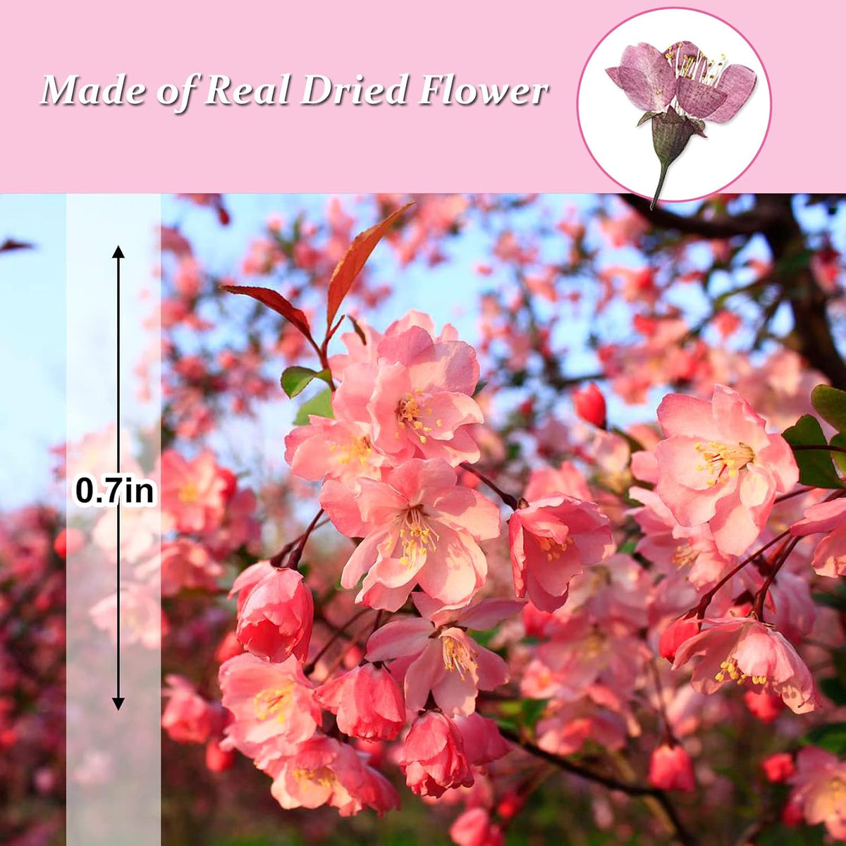 Dried Pressed Cherry Blossoms, 60PCS Pink Real Natural Dried Flowers for Resin DIY Ornament Crafts Candle Making, Natural Color