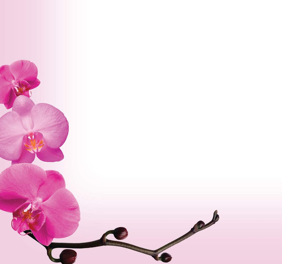 ! Pink Orchids Letterhead, 8.5 x 11 Inches, 80 Count (2013191)
