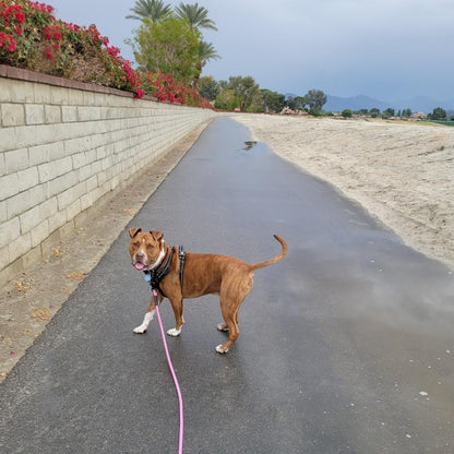 Heavy Duty Rope Dog Leash, 3/6/8/10/12/15/20FT Nylon Pet Leash, Soft Padded Handle Thick Lead Leashes for Large Medium Dogs (Pink-Blue dot, 1/2" * 6')