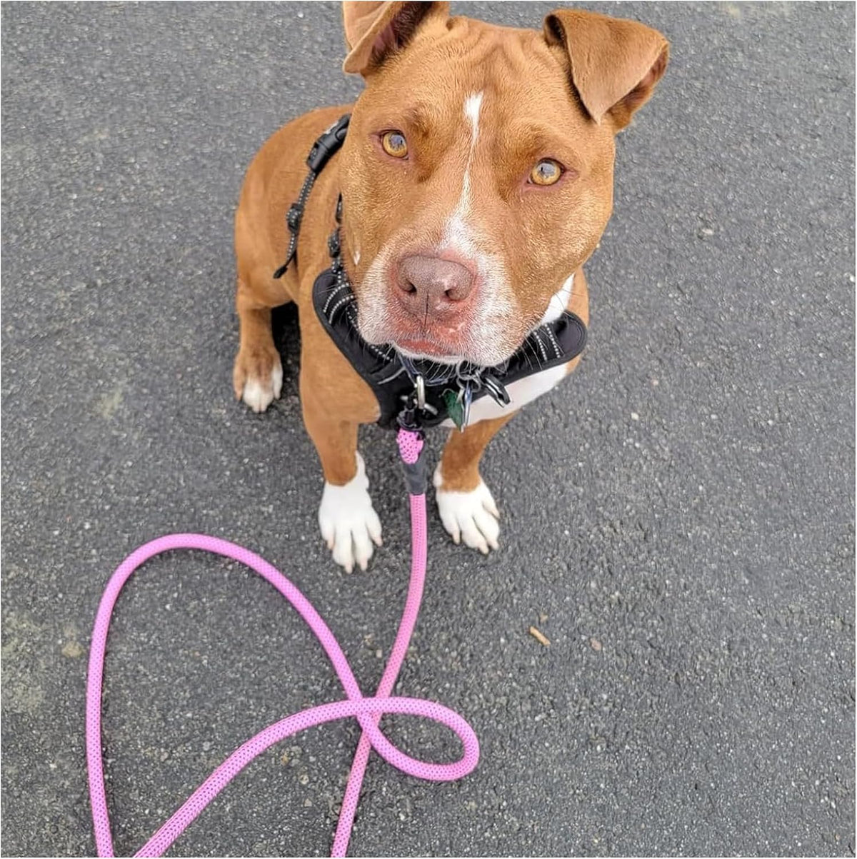 Heavy Duty Rope Dog Leash, 3/6/8/10/12/15/20FT Nylon Pet Leash, Soft Padded Handle Thick Lead Leashes for Large Medium Dogs (Pink-Blue dot, 1/2" * 6')
