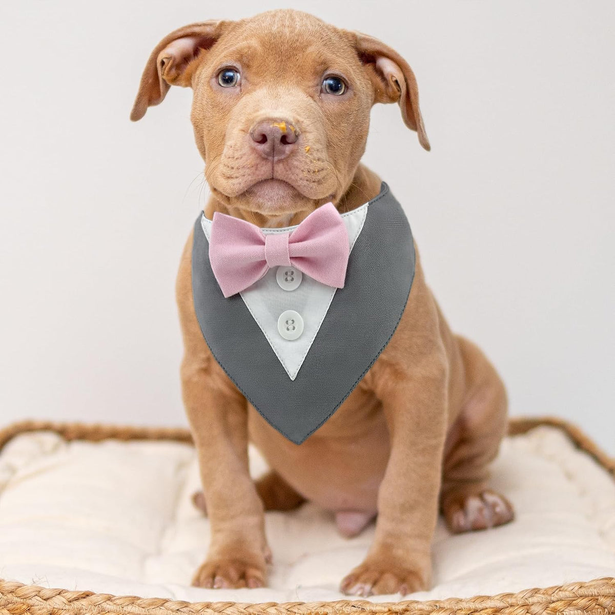 Dog Tuxedo Pink Bow, Tuxedo Bow Tie Collar, Bow Tuxedo, Tuxedo Red Bow Tie, Tuxedo Bandana, Adjustable Pet Outfit for Medium Large Dogs (L, Gray Bandana with Pink Bowtie)
